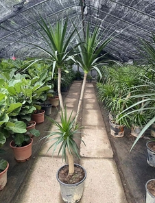 宁波植物租摆专业，打造独具特色的绿色空间