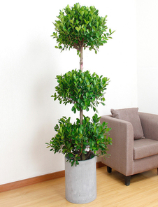 宁波前湾绿植出租价格实惠