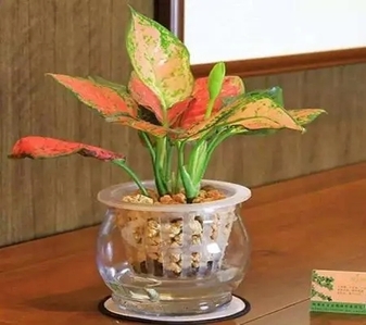 寻找奉化专业绿植租摆，装点你的世界