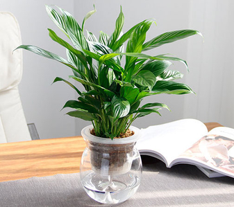 余姚盆景租赁设计