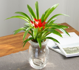 海曙花卉租赁价格